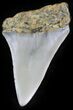 Fossil Mako Shark Tooth - North Carolina #25358-1